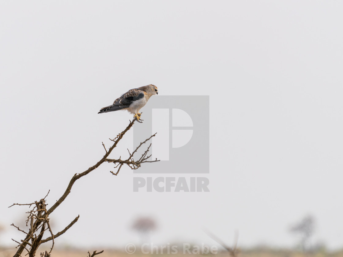 "Black-shouldered Kite (Elanus axillaris)" stock image