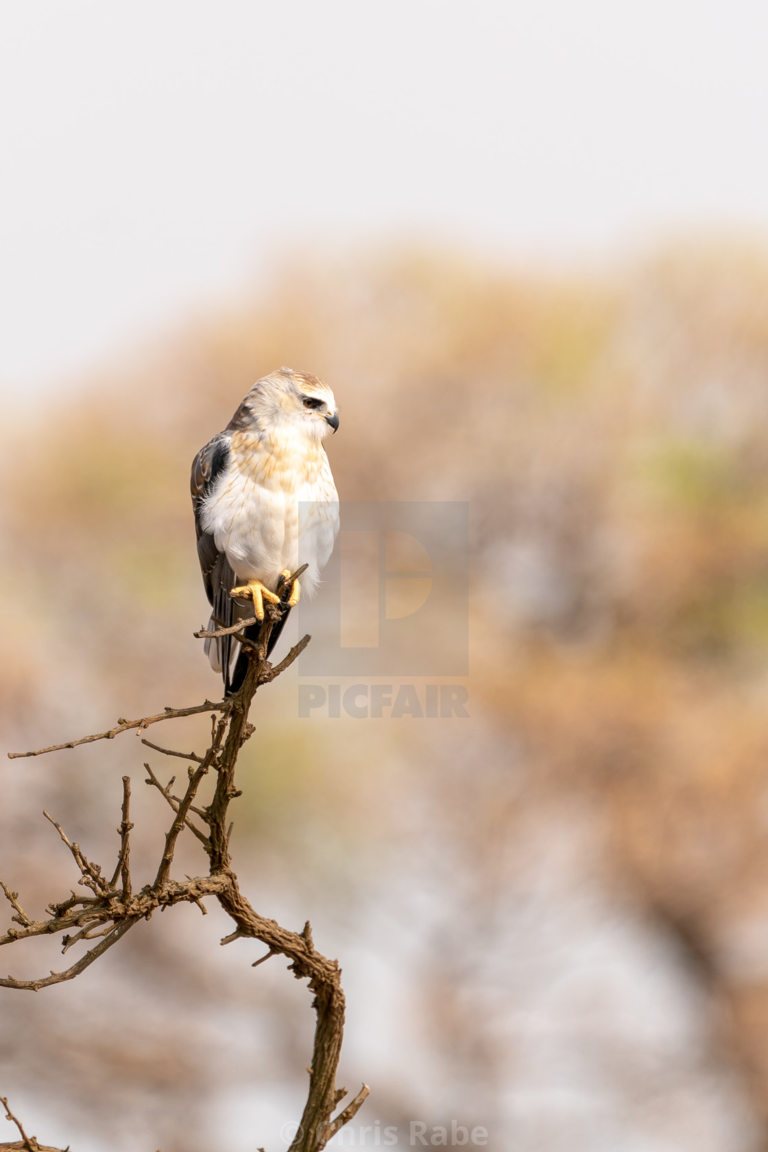 "Black-shouldered Kite (Elanus axillaris)" stock image