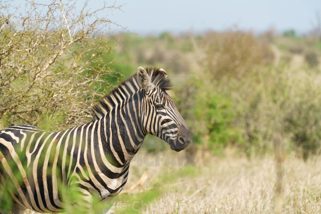 "Zebra (Equus quagga), taken in South Africa" stock image