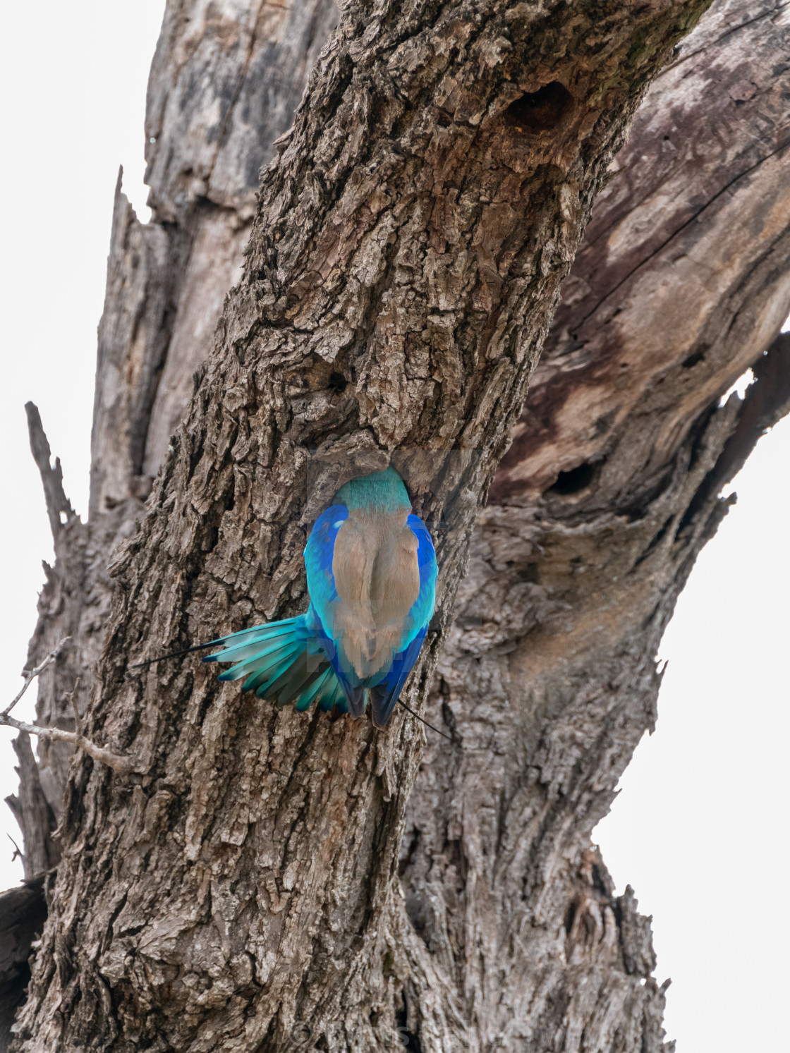 "Lilac-Breasted Roller (Coracias caudatus) in South Africa" by Chris Rabe - $12.57 "Lilac-Breasted Roller (Coracias caudatus) in South Africa" stock image