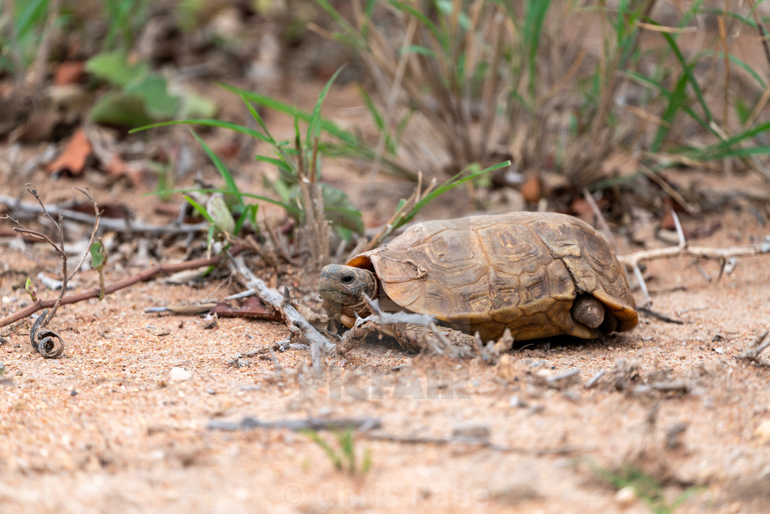 "African Spurred Tortoise (Centrochelys sulcata) with missing rear leg" by Chris Rabe - $12.58 "African Spurred Tortoise (Centrochelys sulcata) with missing rear leg" stock image