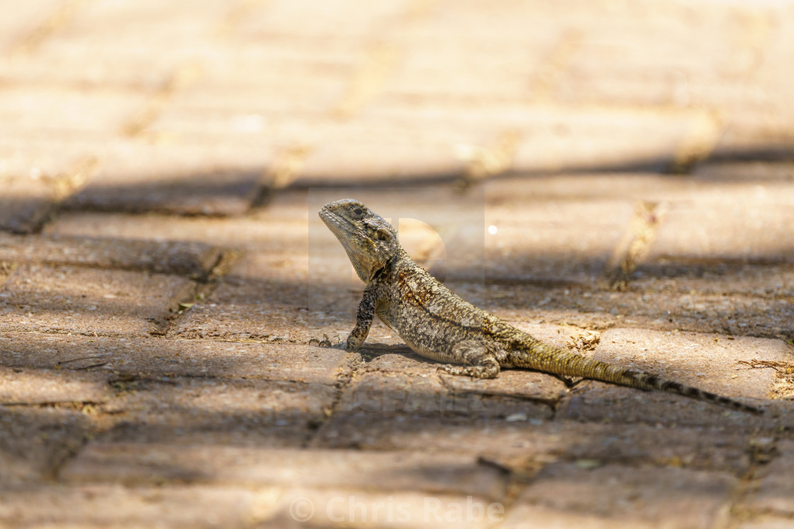 "Spiny Agama (Agama hispida) in South Africa" stock image