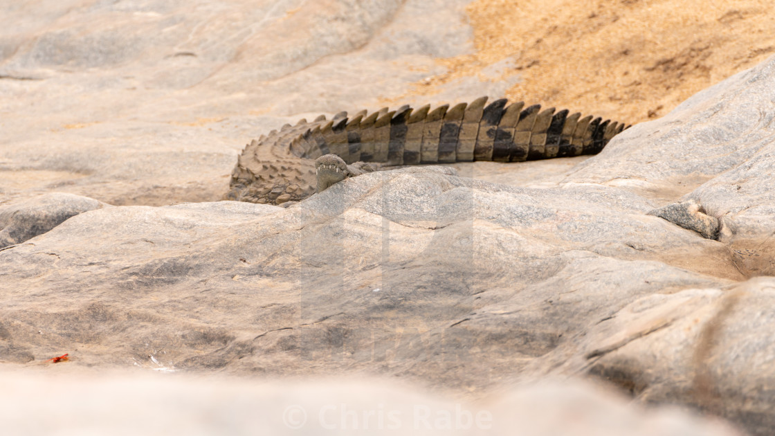 "African Crocodile (Crocodylus niloticus)" stock image