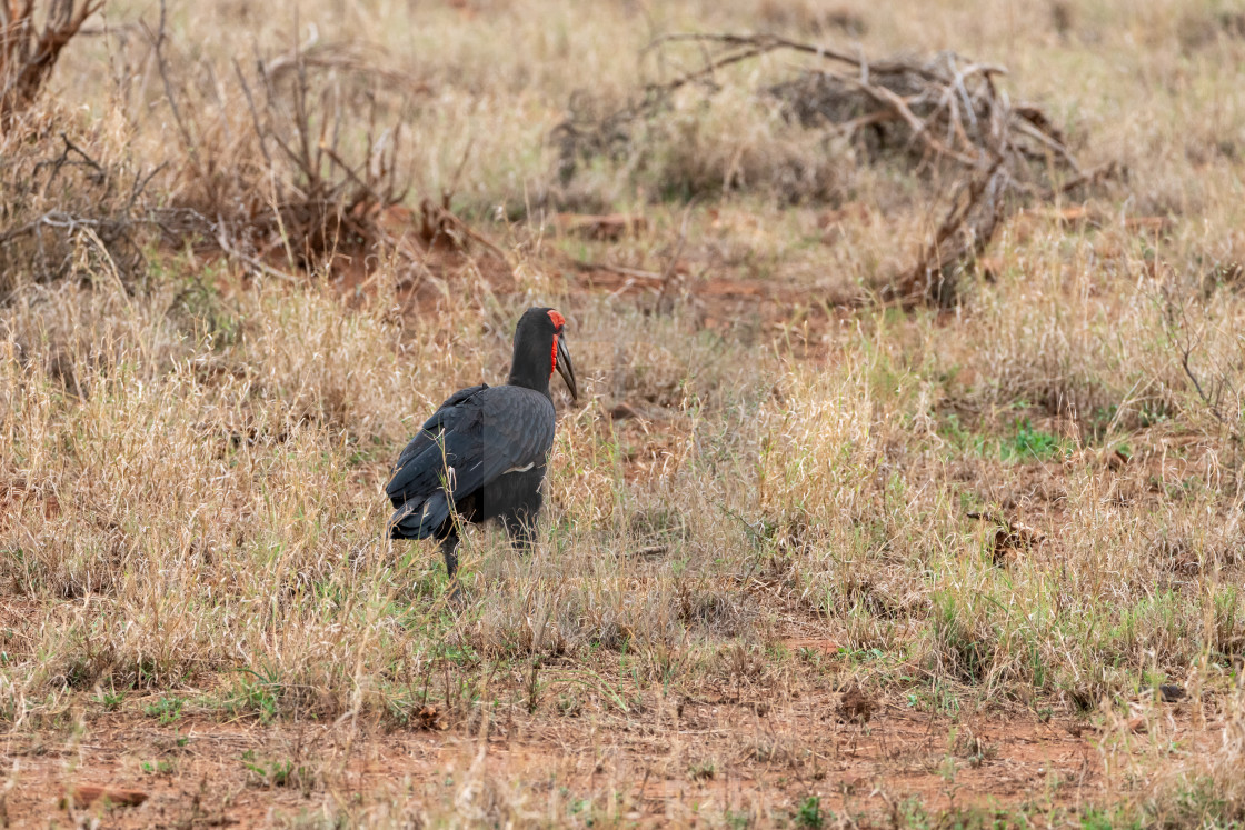 "Southern Ground Hornbill (Bucorvus leadbeateri) in South Africa" by Chris Rabe - $12.57 "Southern Ground Hornbill (Bucorvus leadbeateri) in South Africa" stock image