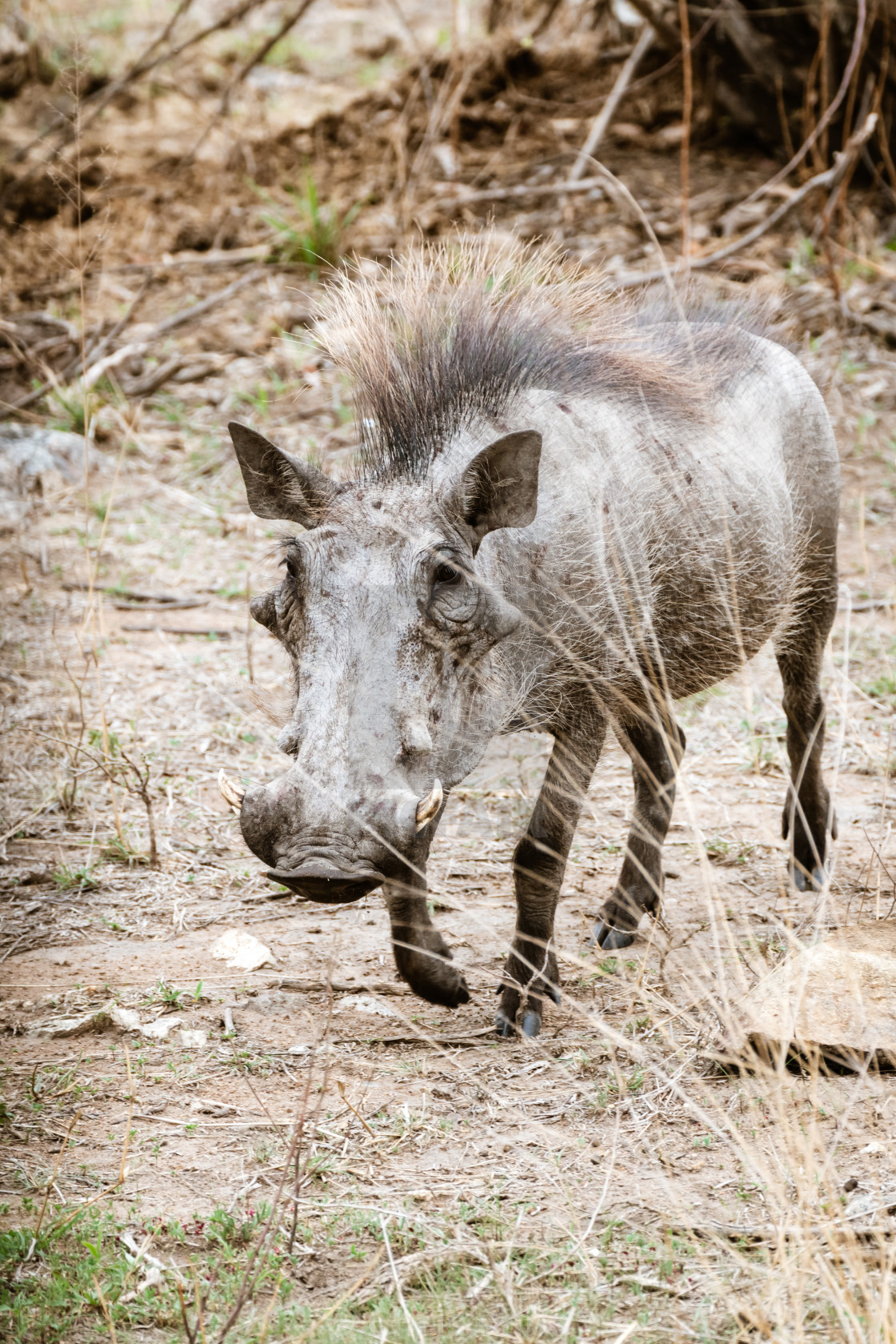 "Warthog (Phacochoerus africanus), taken in South Africa" stock image