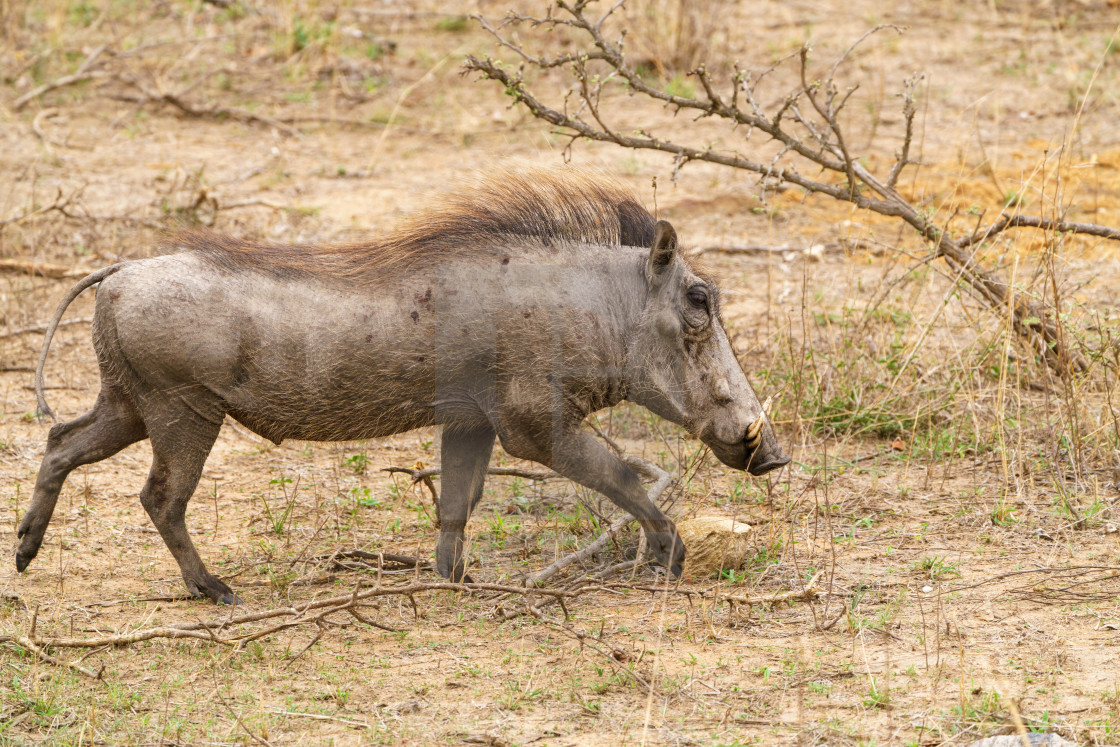 "Warthog (Phacochoerus africanus), taken in South Africa" stock image