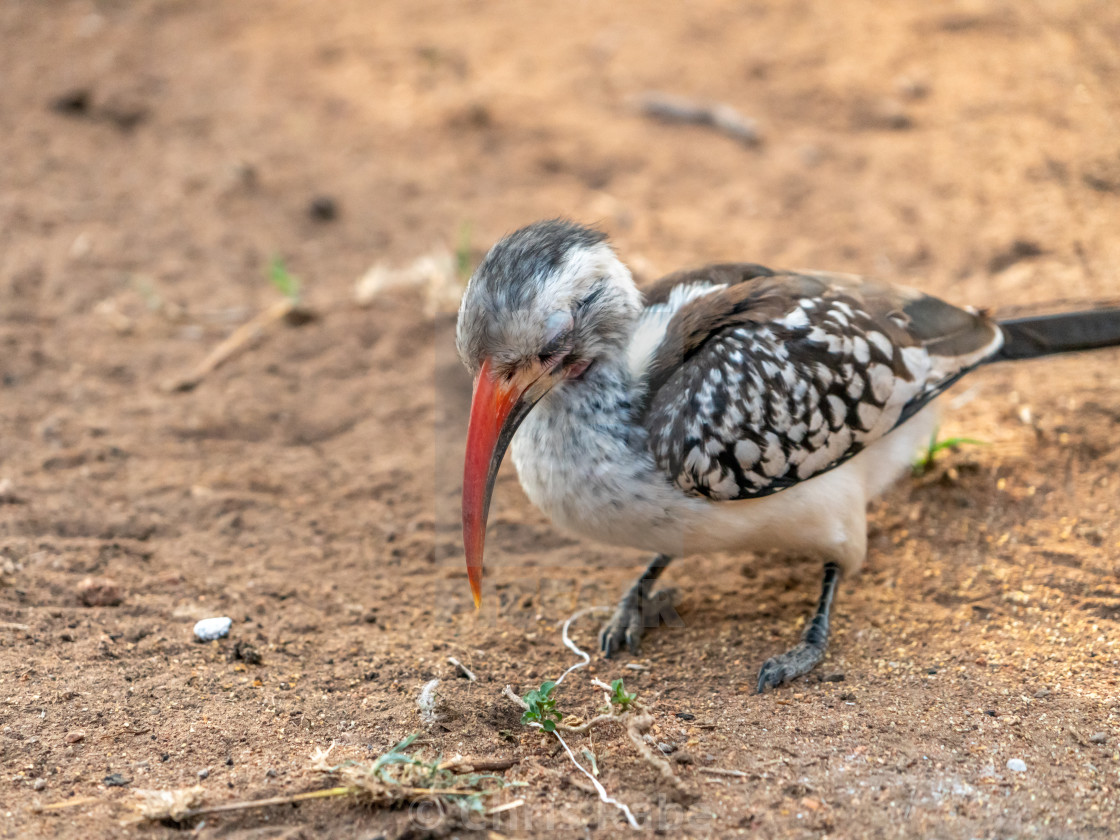 "Southern Red-billed Hornbill (Tockus rufirostris)" by Chris Rabe - $12.57 "Southern Red-billed Hornbill (Tockus rufirostris)" stock image