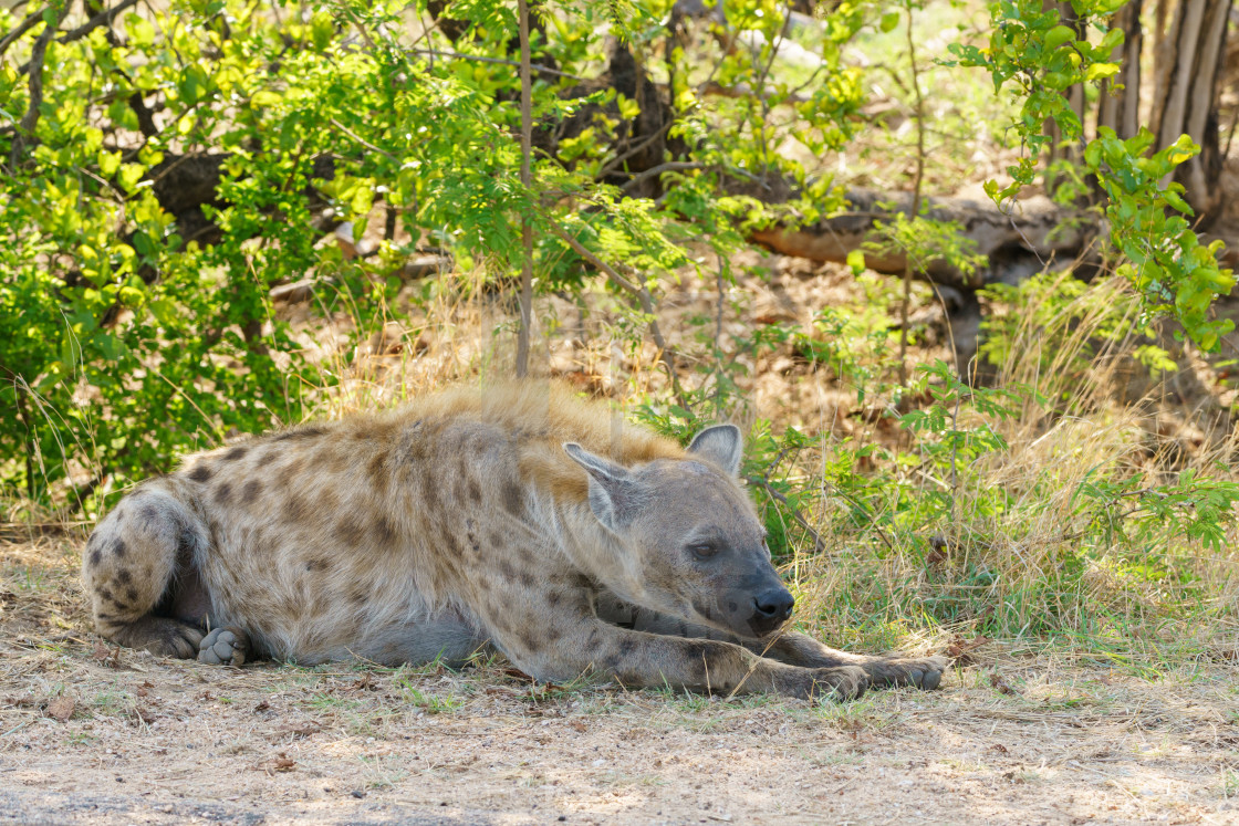 "Spotted Hyena (Crocuta crocuta)" stock image