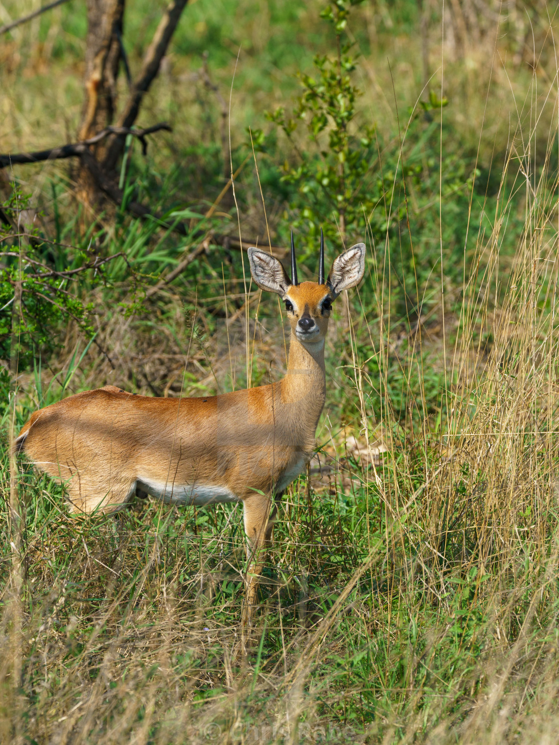 "Steenbok (Raphicerus campestris) taken in South Africa" stock image