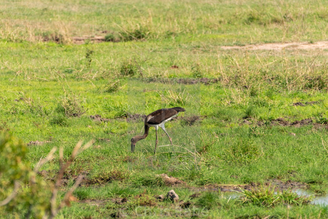 "Saddle-billed Stork (Ephippiorhynchus senegalensis) in South Africa" by Chris Rabe - $12.63 "Saddle-billed Stork (Ephippiorhynchus senegalensis) in South Africa" stock image