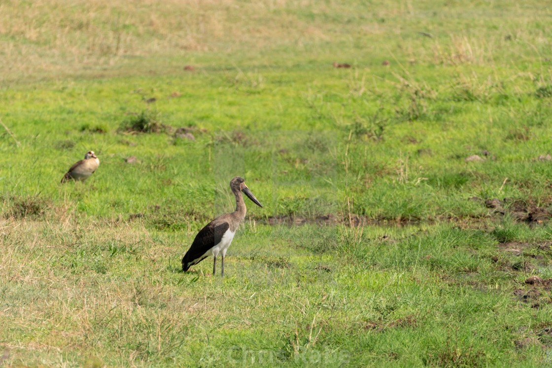 "Saddle-billed Stork (Ephippiorhynchus senegalensis) in South Africa" by Chris Rabe - $12.57 "Saddle-billed Stork (Ephippiorhynchus senegalensis) in South Africa" stock image