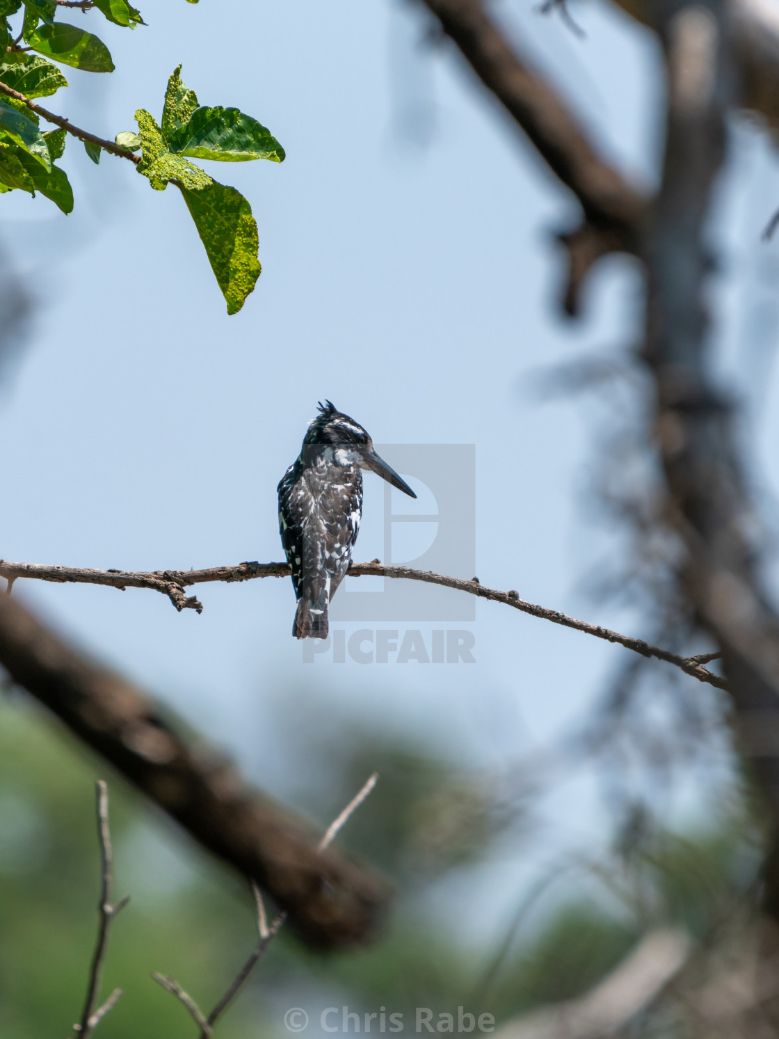 "Pied Kingfisher (Ceryle rudis)" stock image