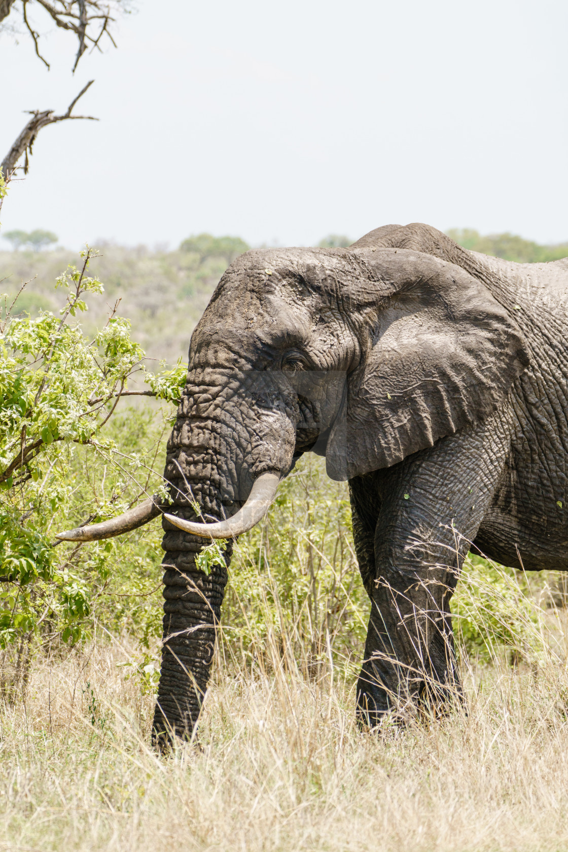 "African Elephant (Loxodonta africana)" stock image