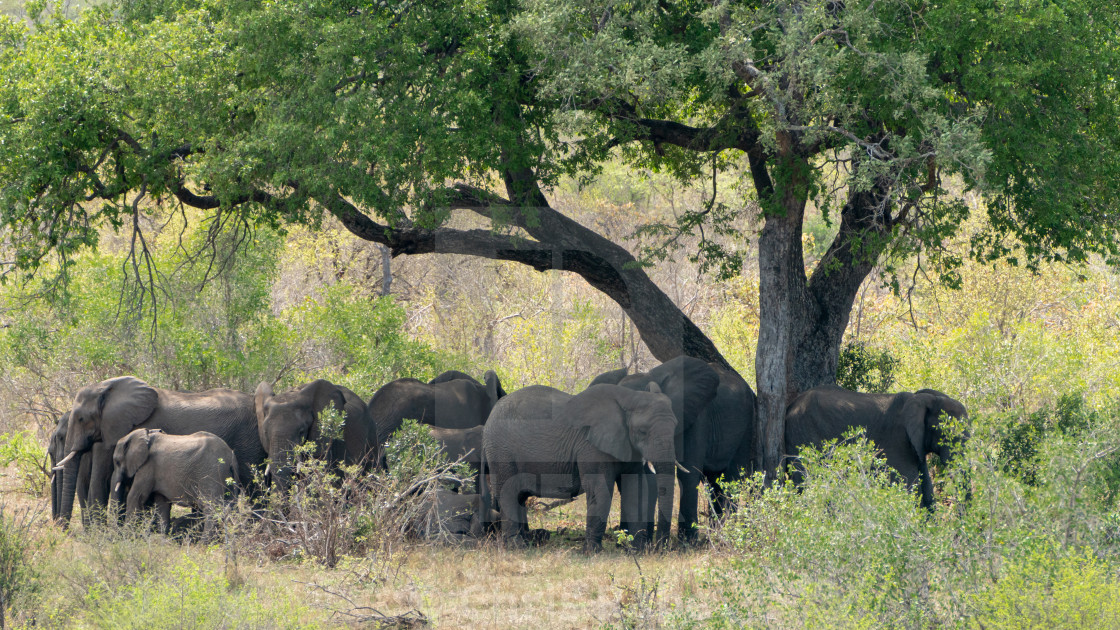 "African Elephant (Loxodonta africana)" by Chris Rabe - $12.63 "African Elephant (Loxodonta africana)" stock image