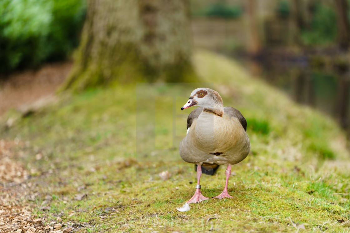 "Egyptian goose (Alopochen aegyptiacus), taken in the UK" stock image