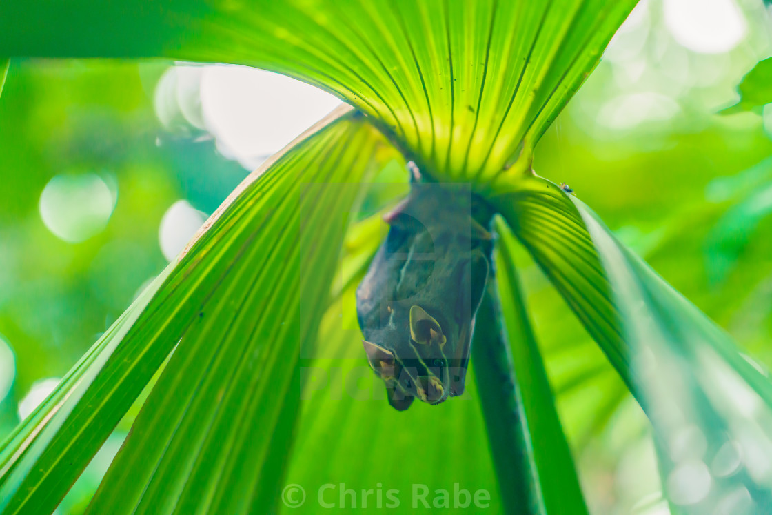 "Tent-making Bat (Uroderma bilobatum) taken in Costa Rica" stock image