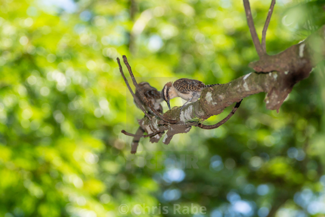 "rufous-naped Wren (Campylorhynchus rufinucha) in Costa Rica" by Chris Rabe - $12.69 "rufous-naped Wren (Campylorhynchus rufinucha) in Costa Rica" stock image