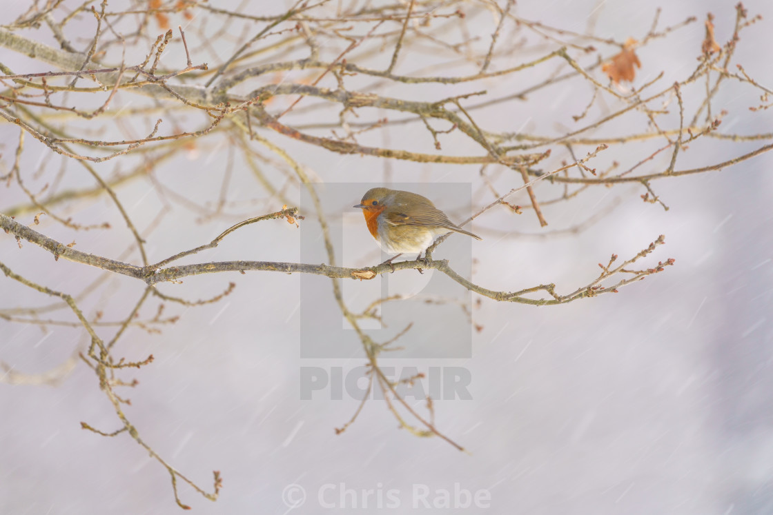 "European Robin (Erithacus rubecula) in light snow, taken in the UK" stock image