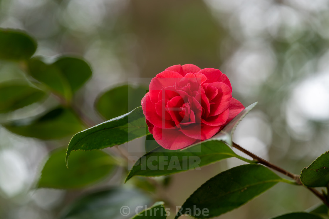 "A bright red camelia flower" stock image