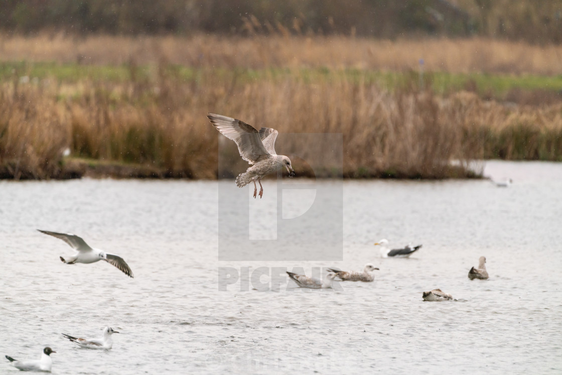 "Lesser Black-Backed Gull (Larus fuscus) taken in the UK" by Chris Rabe - $12.57 "Lesser Black-Backed Gull (Larus fuscus) taken in the UK" stock image