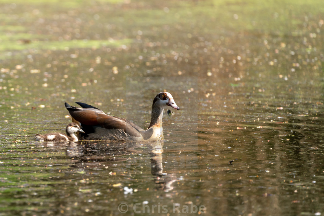 "Egyptian goose (Alopochen aegyptiacus), taken in the UK" by Chris Rabe - $12.58 "Egyptian goose (Alopochen aegyptiacus), taken in the UK" stock image