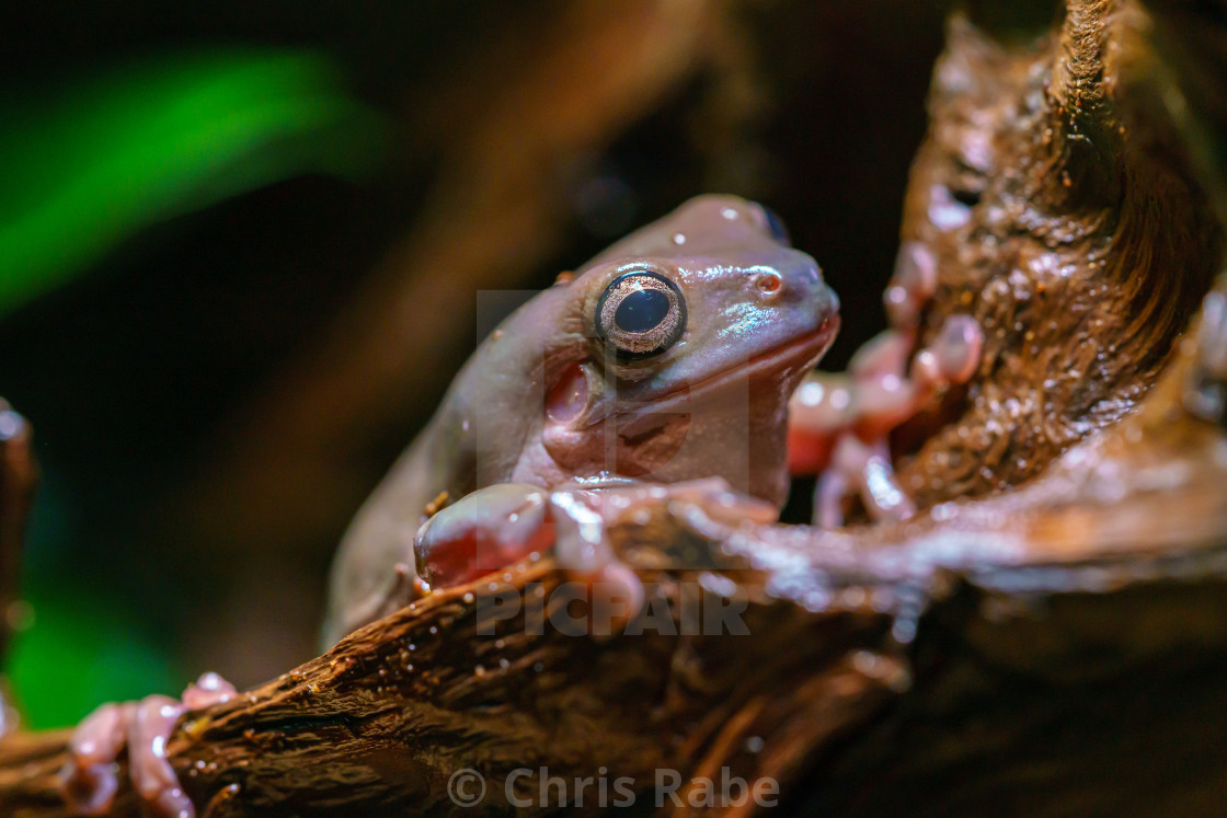 "White’s Tree Frog (Litoria caerulea) (captive)" stock image