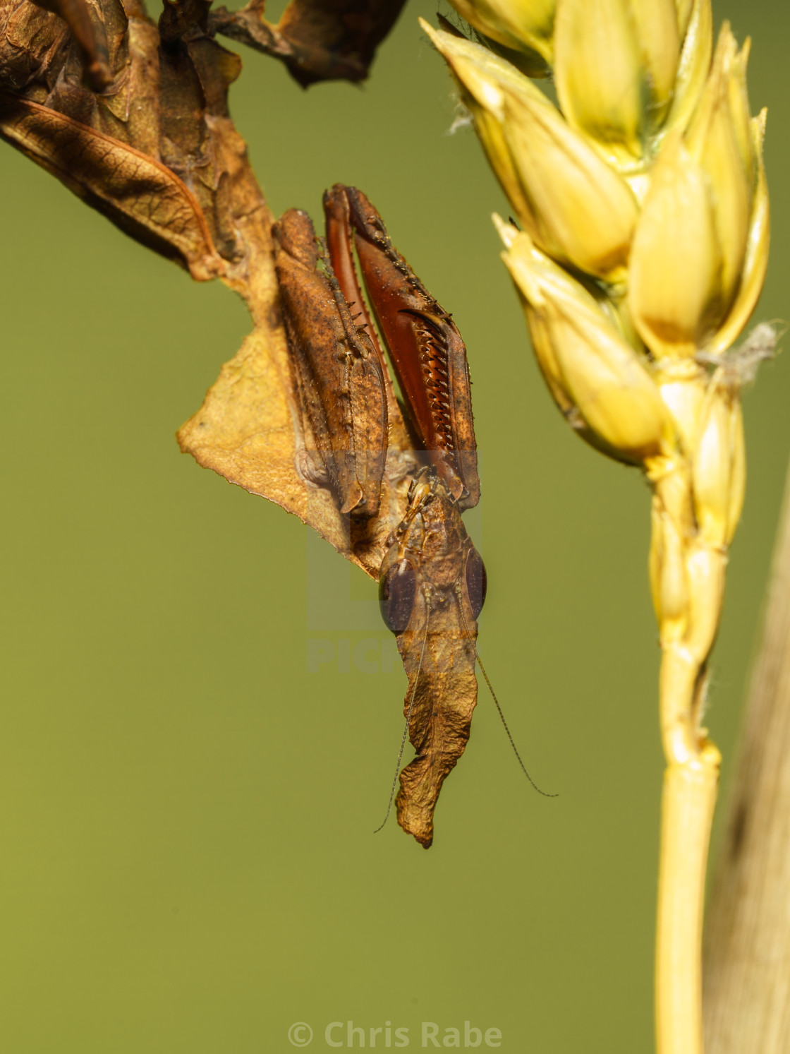 "Ghost Mantis (Phyllocrania paradoxa), large leaf like praying mantis" by Chris Rabe - $12.57 "Ghost Mantis (Phyllocrania paradoxa), large leaf like praying mantis" stock image