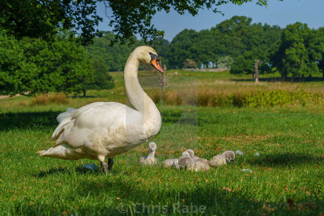 "Mute swan (Cygnus olor) adult with cygnets, taken in the UK" stock image