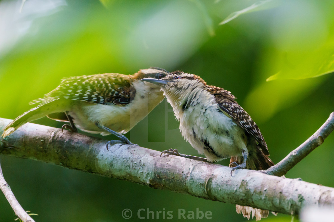"rufous-naped Wren (Campylorhynchus rufinucha) in Costa Rica" by Chris Rabe - $12.63 "rufous-naped Wren (Campylorhynchus rufinucha) in Costa Rica" stock image