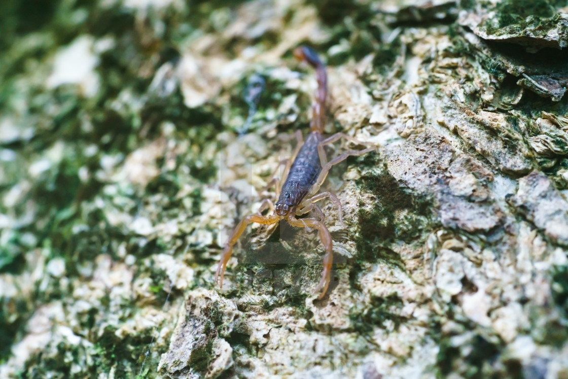 "Central American Bark Scorpion (centurioides margaritatus)" stock image