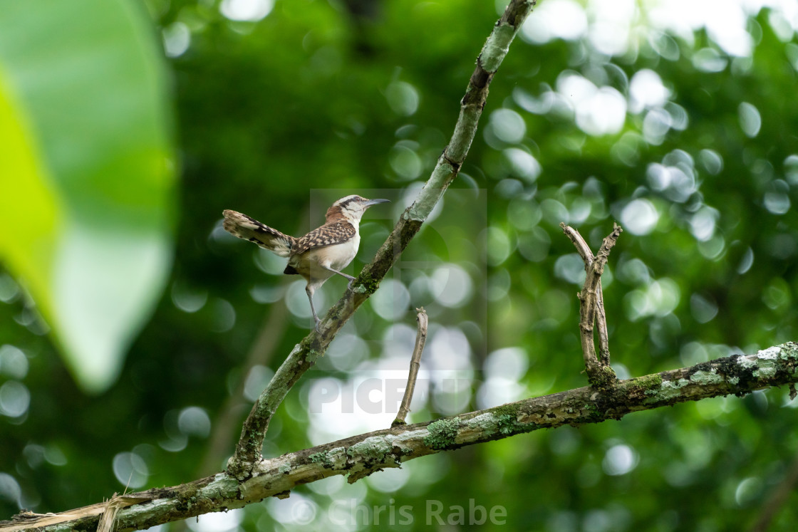 "rufous-naped Wren (Campylorhynchus rufinucha) in Costa Rica" by Chris Rabe - $12.57 "rufous-naped Wren (Campylorhynchus rufinucha) in Costa Rica" stock image