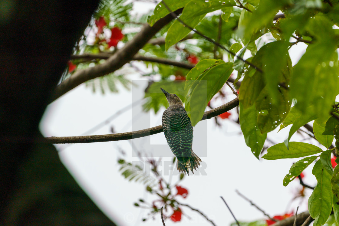 "Hoffmann's Woodpecker (Melanerpes hoffmannii), taken in Costa Rica" by Chris Rabe - $12.63 "Hoffmann's Woodpecker (Melanerpes hoffmannii), taken in Costa Rica" stock image