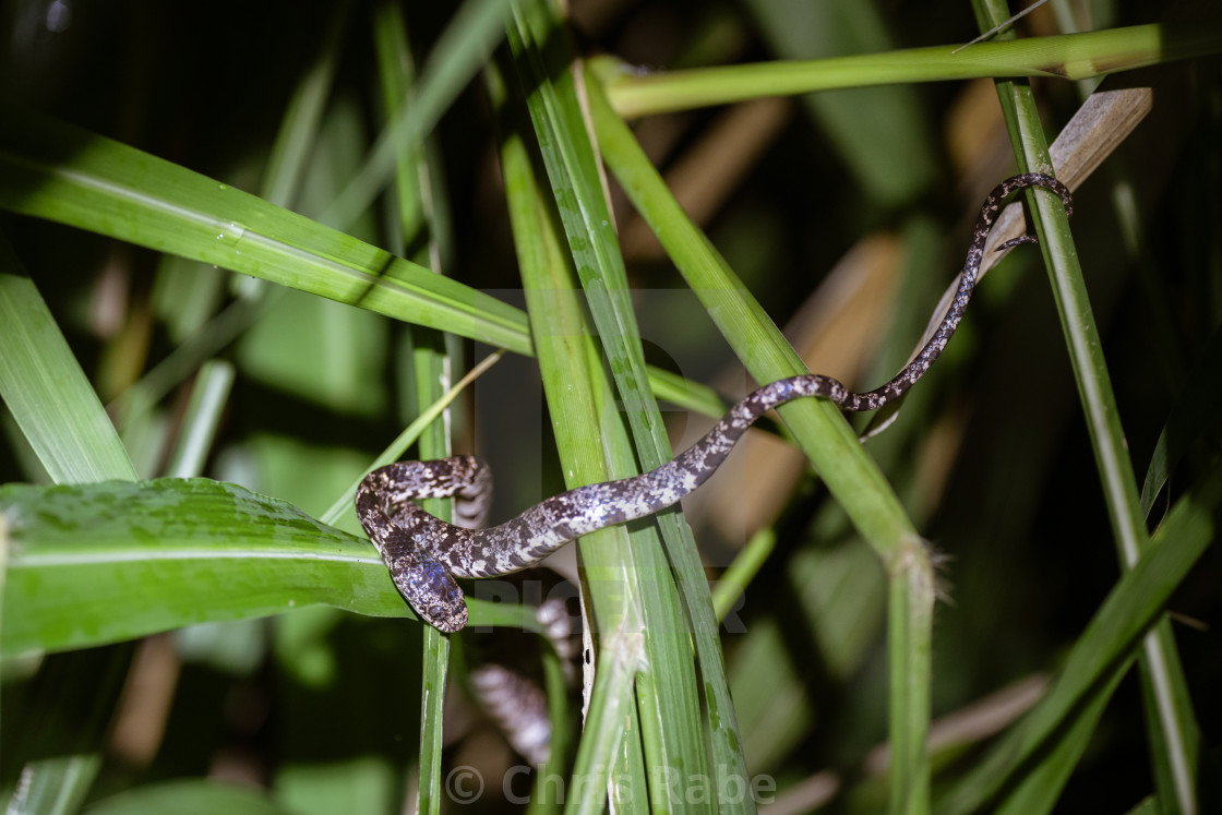 "Cloudy Snail-Eating Snake (Sibon nebulatus) in Costa Rica" stock image