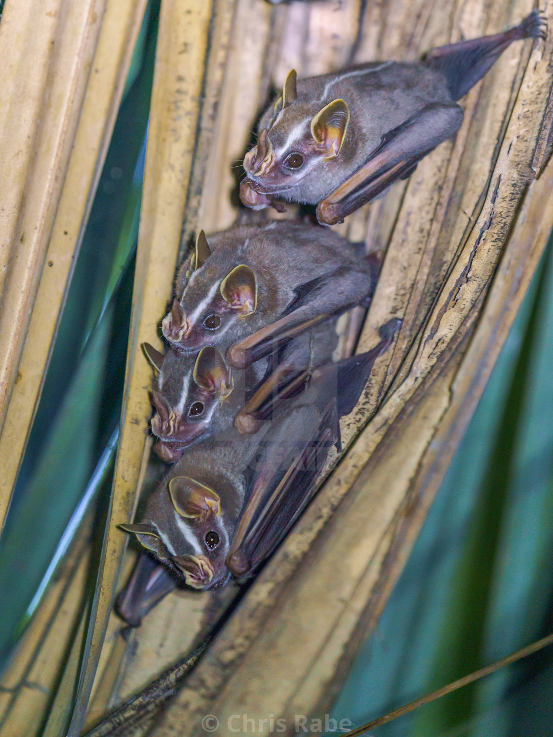 "Tent-making Bat (Uroderma bilobatum) taken in Costa Rica" by Chris Rabe - $12.63 "Tent-making Bat (Uroderma bilobatum) taken in Costa Rica" stock image