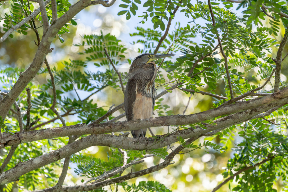 "Bare-throated Tiger Heron (Tigrisoma mexicanum) in Costa Rica" by Chris Rabe - $12.63 "Bare-throated Tiger Heron (Tigrisoma mexicanum) in Costa Rica" stock image