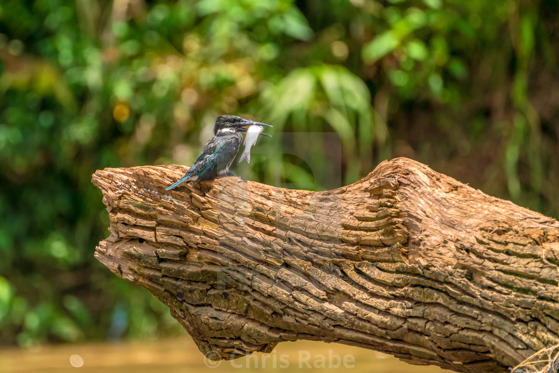 "Amazon Kingfisher (Chloroceryle amazona) in Costa Rica" stock image