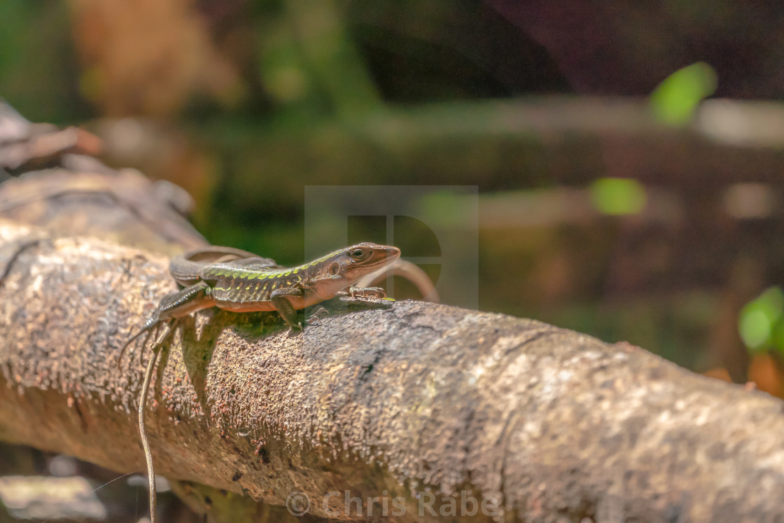 "Delicate Ameiva (Holcosus leptophrys) lizard" stock image