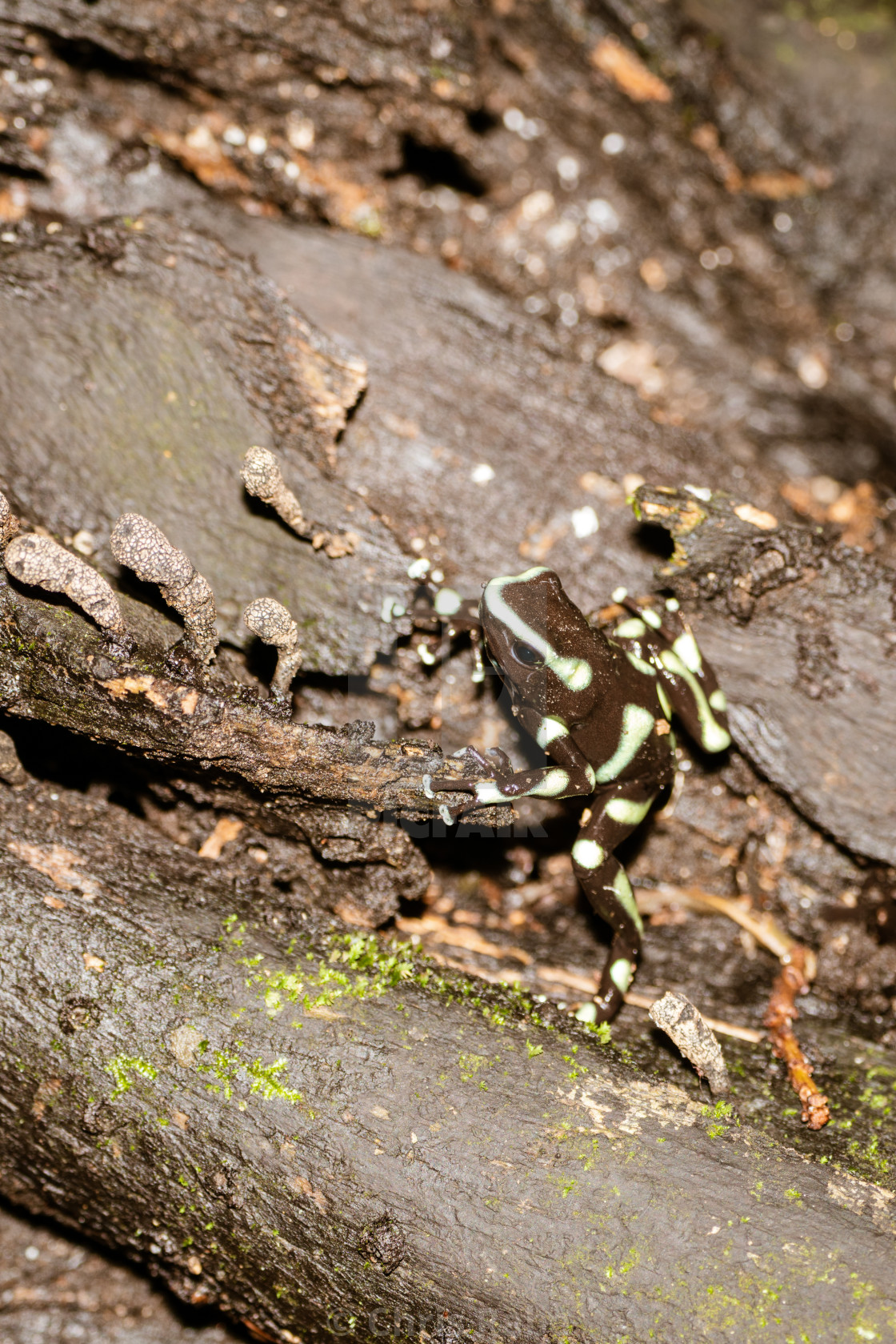 "Green-and-Black Poison Dart Frog (Dendrobates auratus)" stock image