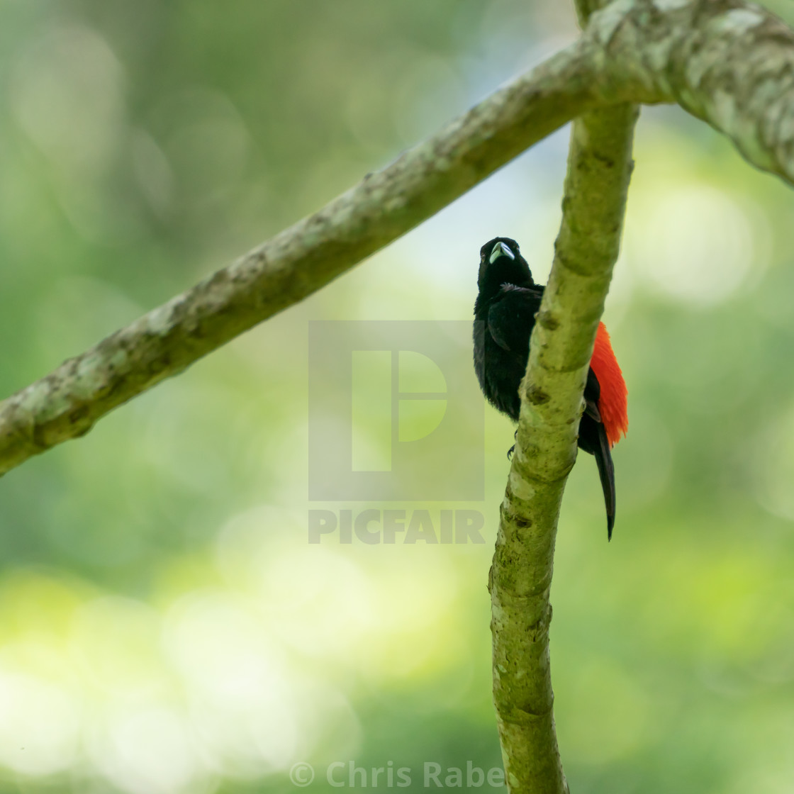 "Passerini's Tanager (Ramphocelus passerinii) male with pure black body and..." by Chris Rabe - $12.57 "Passerini's Tanager (Ramphocelus passerinii) male with pure black body and..." stock image