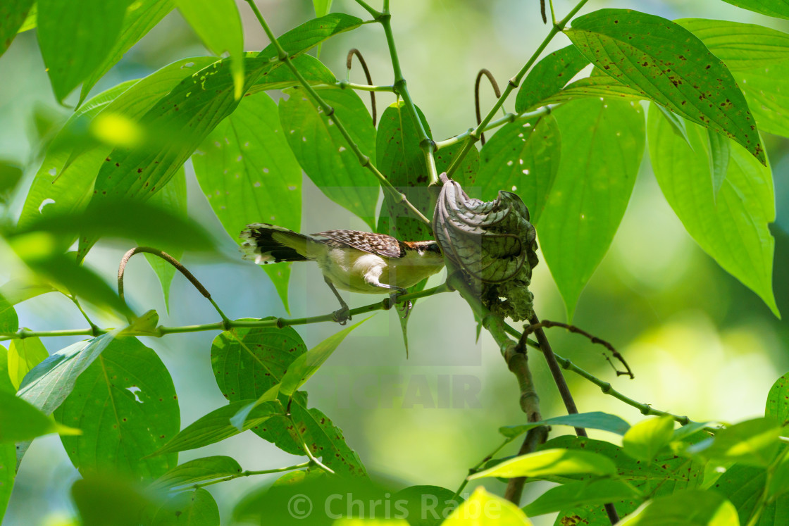 "rufous-naped Wren (Campylorhynchus rufinucha) in Costa Rica" by Chris Rabe - $12.58 "rufous-naped Wren (Campylorhynchus rufinucha) in Costa Rica" stock image