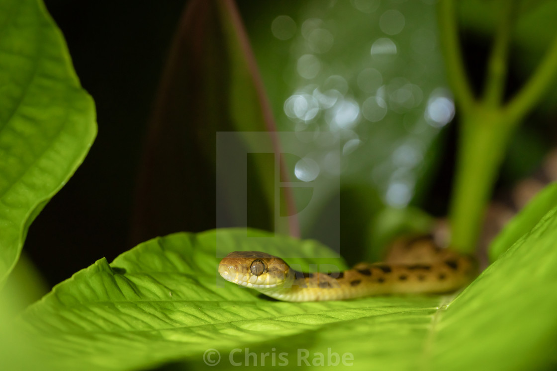 "Banded Cat-eyed Snake (Leptodeira annulata) in Costa Rica" stock image