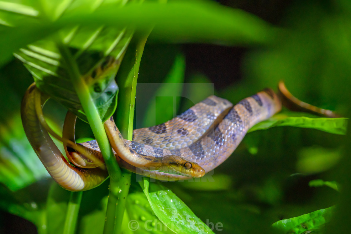 "Banded Cat-eyed Snake (Leptodeira annulata) in Costa Rica" stock image