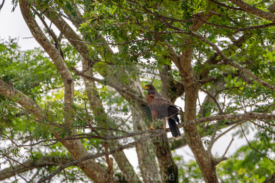 "Harris's Hawk (Parabuteo unicinctus) in Puntarenas, Costa Rica" by Chris Rabe - $12.69 "Harris's Hawk (Parabuteo unicinctus) in Puntarenas, Costa Rica" stock image