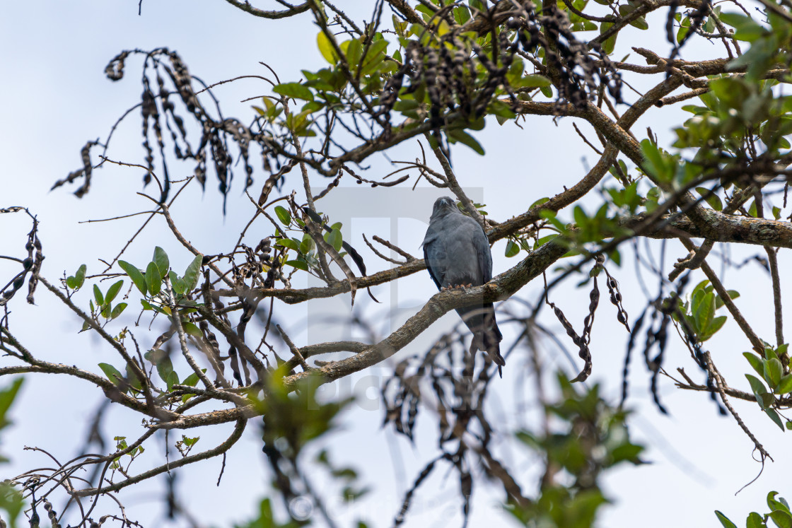 "Mississippi Kite (Ictinia mississippiensis) in Costa Rica" by Chris Rabe - $12.57 "Mississippi Kite (Ictinia mississippiensis) in Costa Rica" stock image