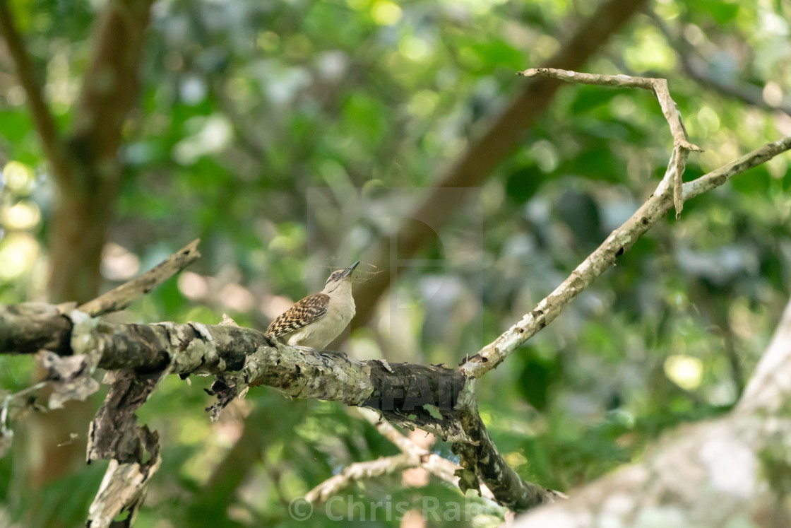 "rufous-naped Wren (Campylorhynchus rufinucha) in Costa Rica" by Chris Rabe - $12.63 "rufous-naped Wren (Campylorhynchus rufinucha) in Costa Rica" stock image