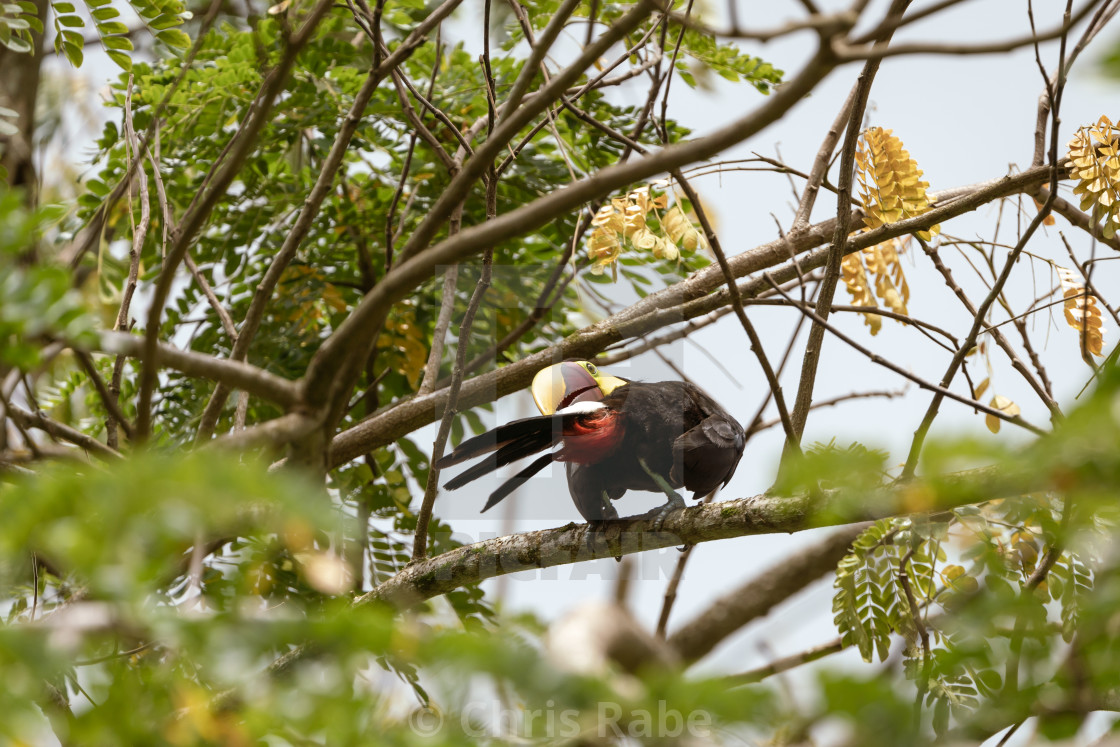"Chestnut-mandibled Toucan (Ramphastos swainsonii) preening" by Chris Rabe - $12.69 "Chestnut-mandibled Toucan (Ramphastos swainsonii) preening" stock image