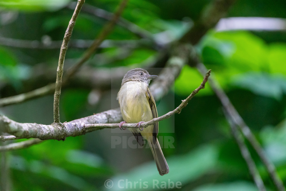 "Dusky-capped Flycatcher (Myiarchus tuberculifer) in Costa Rica" by Chris Rabe - $12.63 "Dusky-capped Flycatcher (Myiarchus tuberculifer) in Costa Rica" stock image