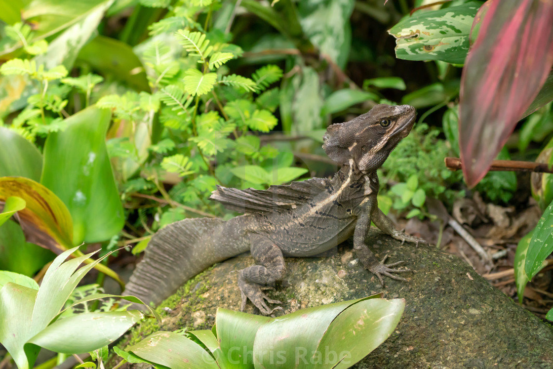 "Brown Basilisk (Basiliscus vittatus) in Costa Rica" stock image