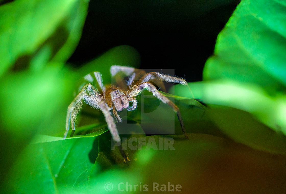 "Brazilian wandering spider (Phoneutria reidyi)" stock image
