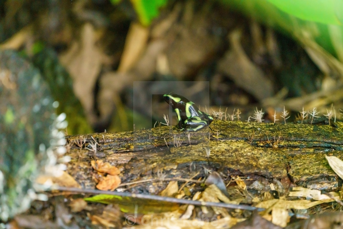 "Green-and-Black Poison Dart Frog (Dendrobates auratus)" stock image